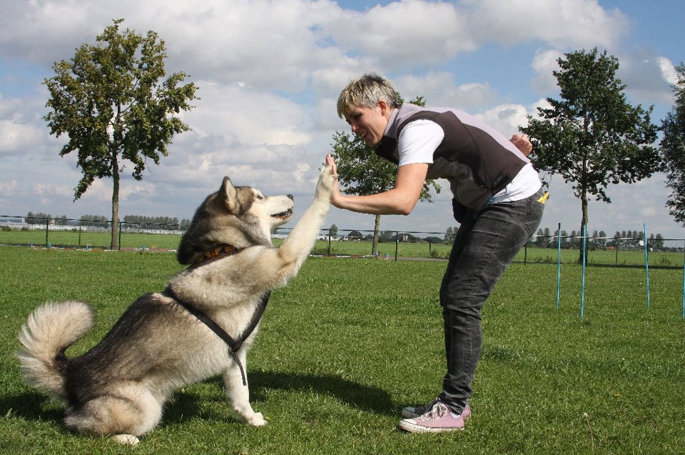 The trainer | Dogmantics Dog Training