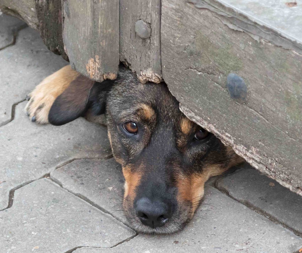 Dog under gate