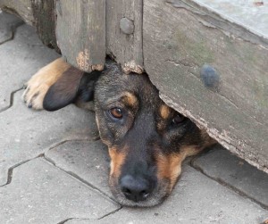 Dog under gate