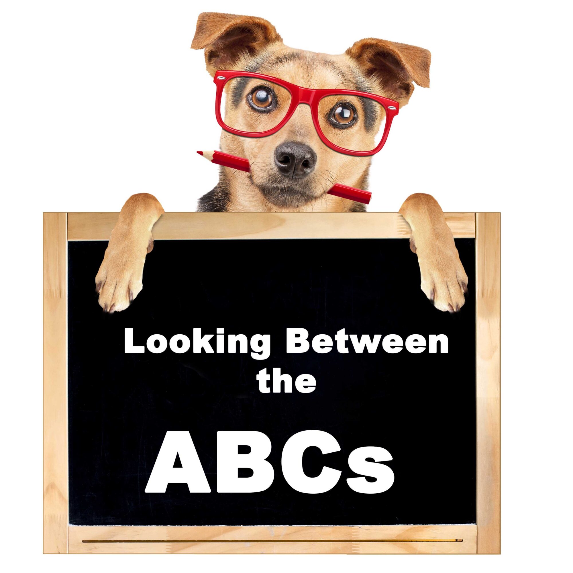Doggone It Your Abcs Of Des Moines Dog License Requirements - lb6czw5