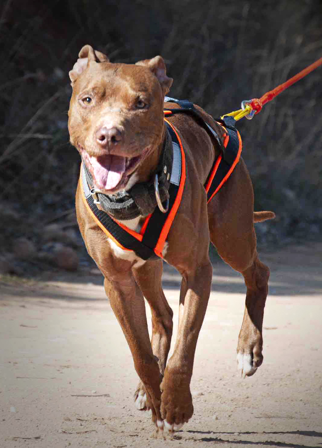 Too Much of a Good Thing: Are the Activities your Dog Loves Doing Making him Sick?