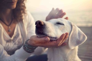 dog training dog trainer youtube calm handling