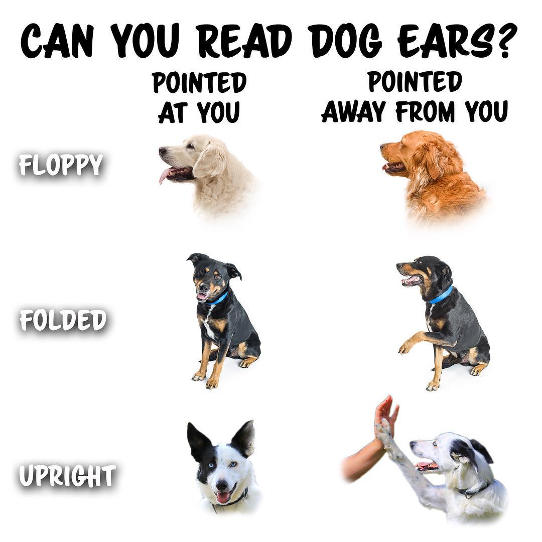 Why Dogs Put Their Ears Back  