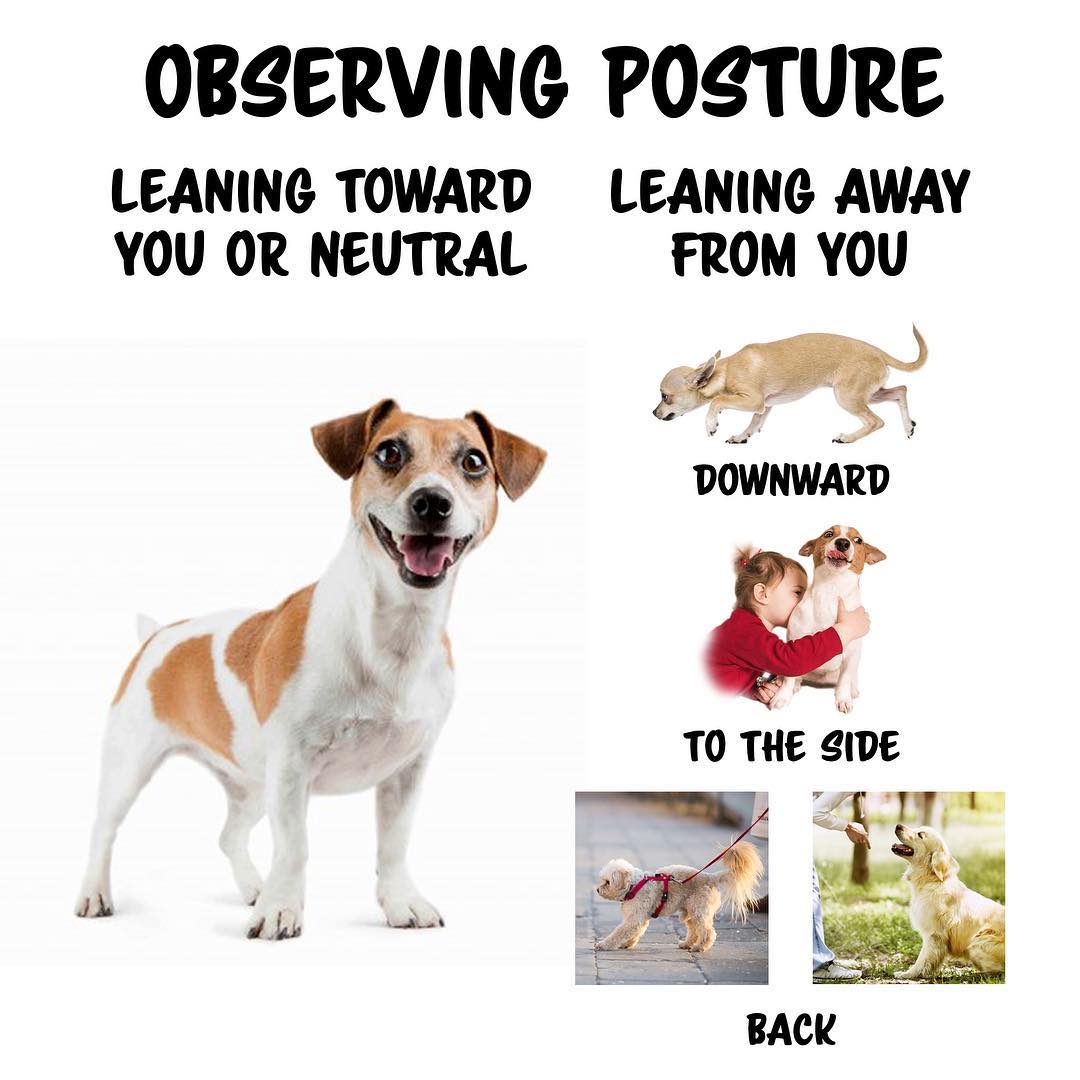 dog body language dog training trainer professional emily larlham dogmantics kikopup youtube best professional read your dog