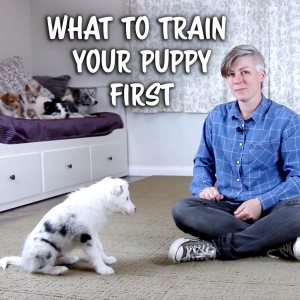 what to train your puppy first