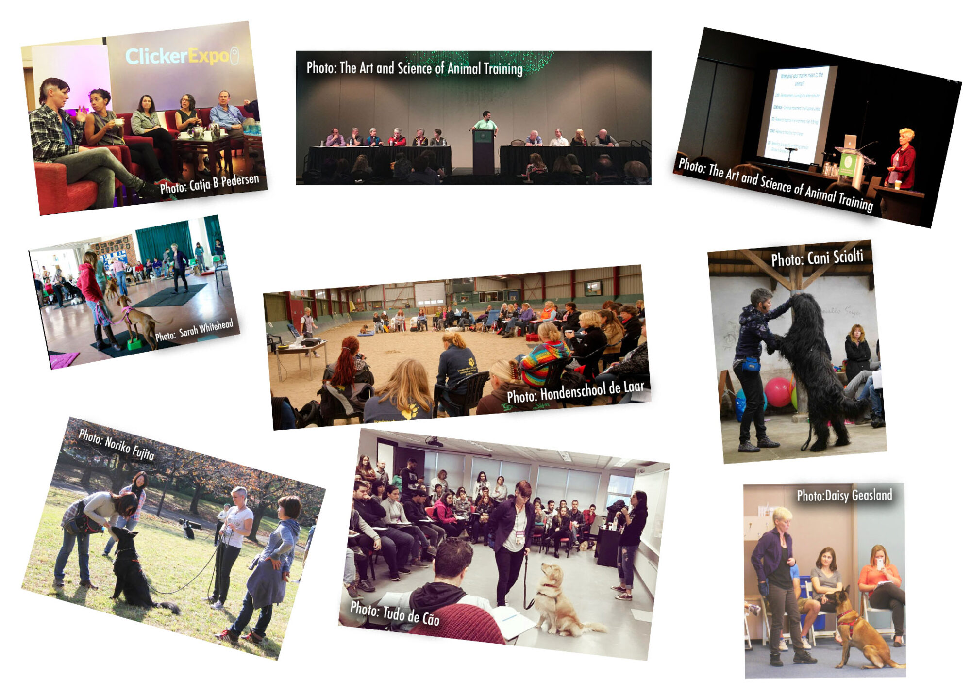 Dogmantics Dog Training