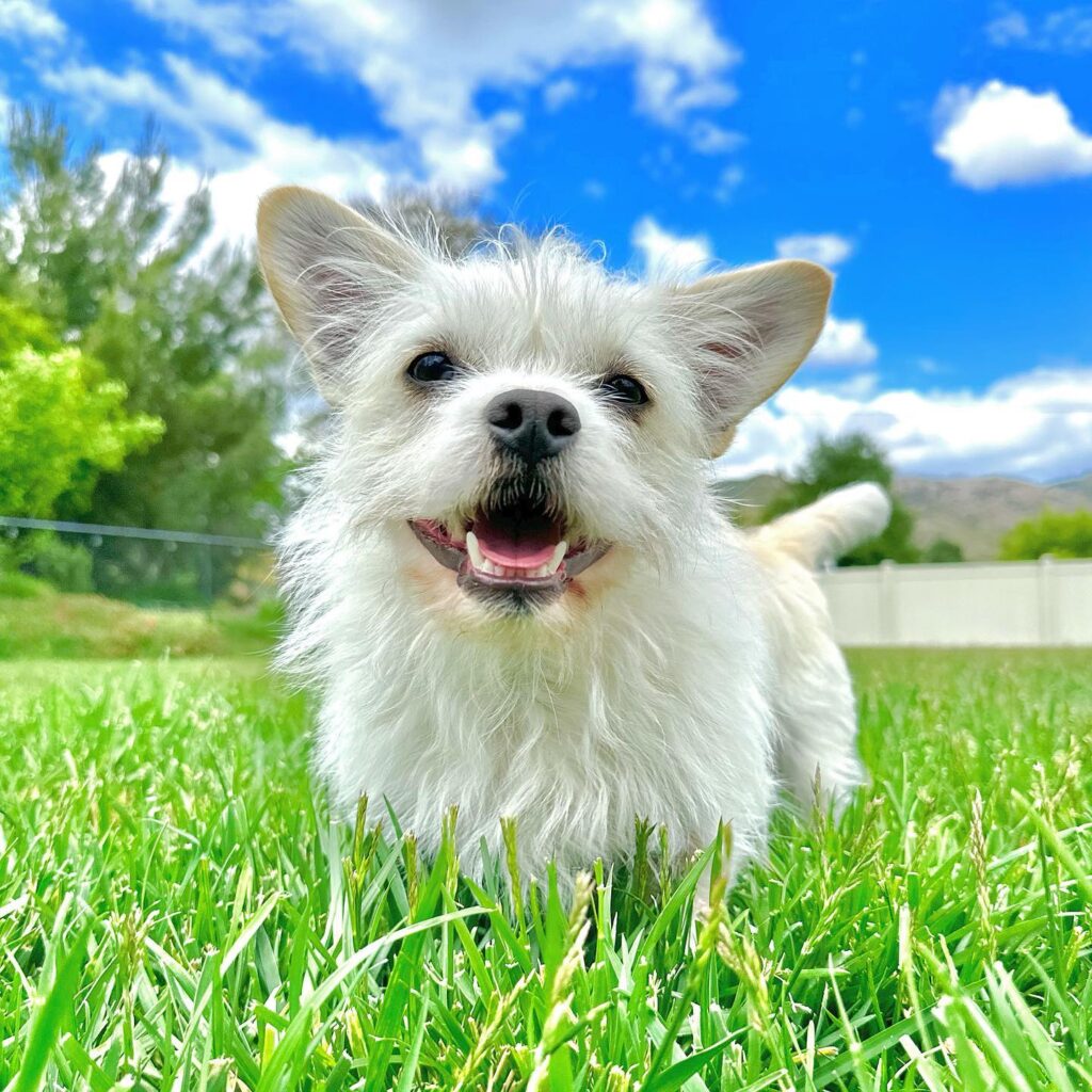 dog training online courses a terrier mix dog in a green field with blue sky and clouds with a smiling face