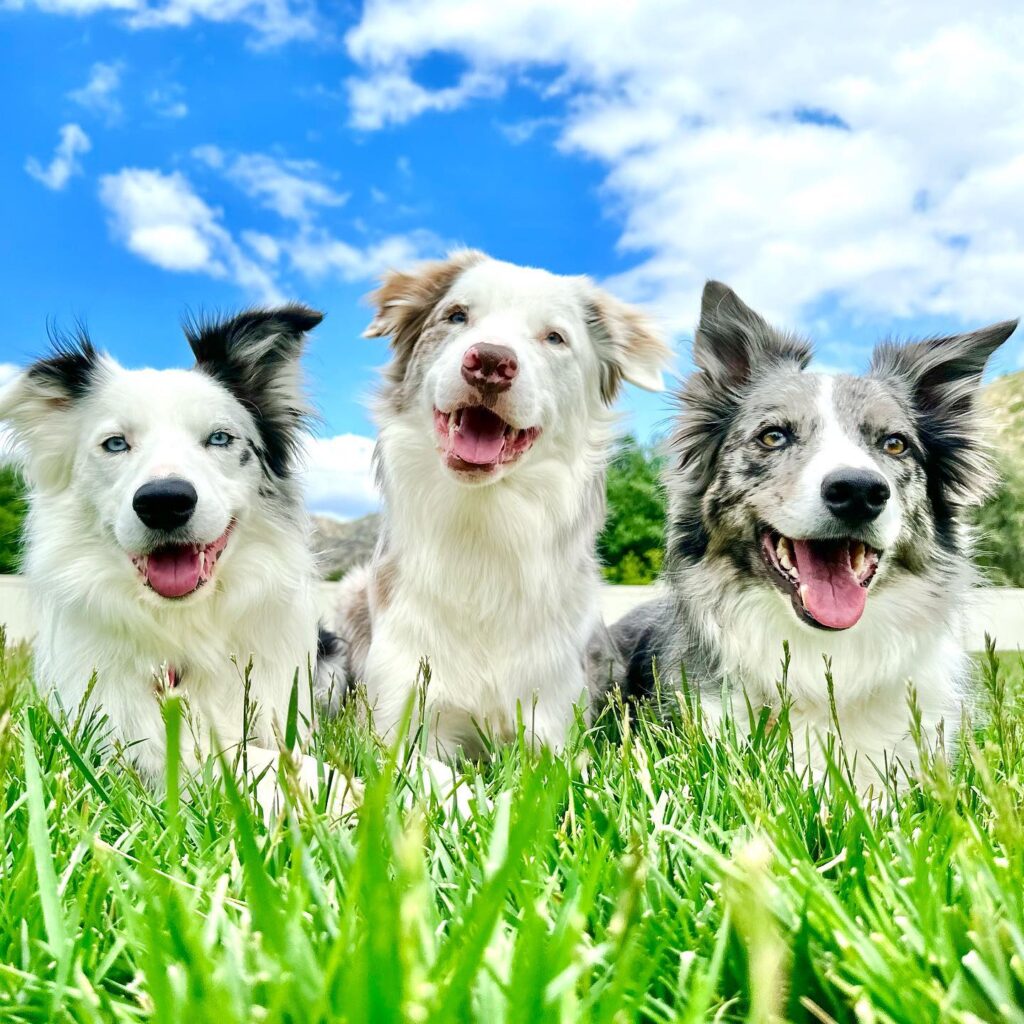 threedogssmile