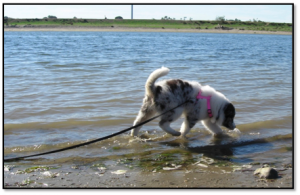 dog training off leash
