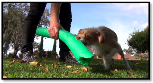how to use rewards reinforcement positive clicker training dog traininer
