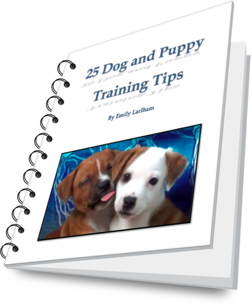 25 dog and puppy training tips